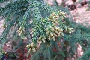 cryptomeria japonica (1200 x 800).jpg_product_product_product